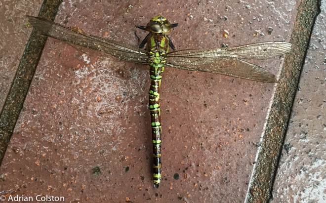 Southern hawker 2
