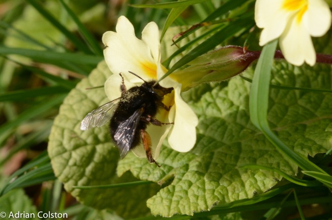 Hairy - footed Floer Bee - female 1