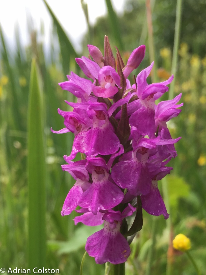 Southern Marsh Orchid 1