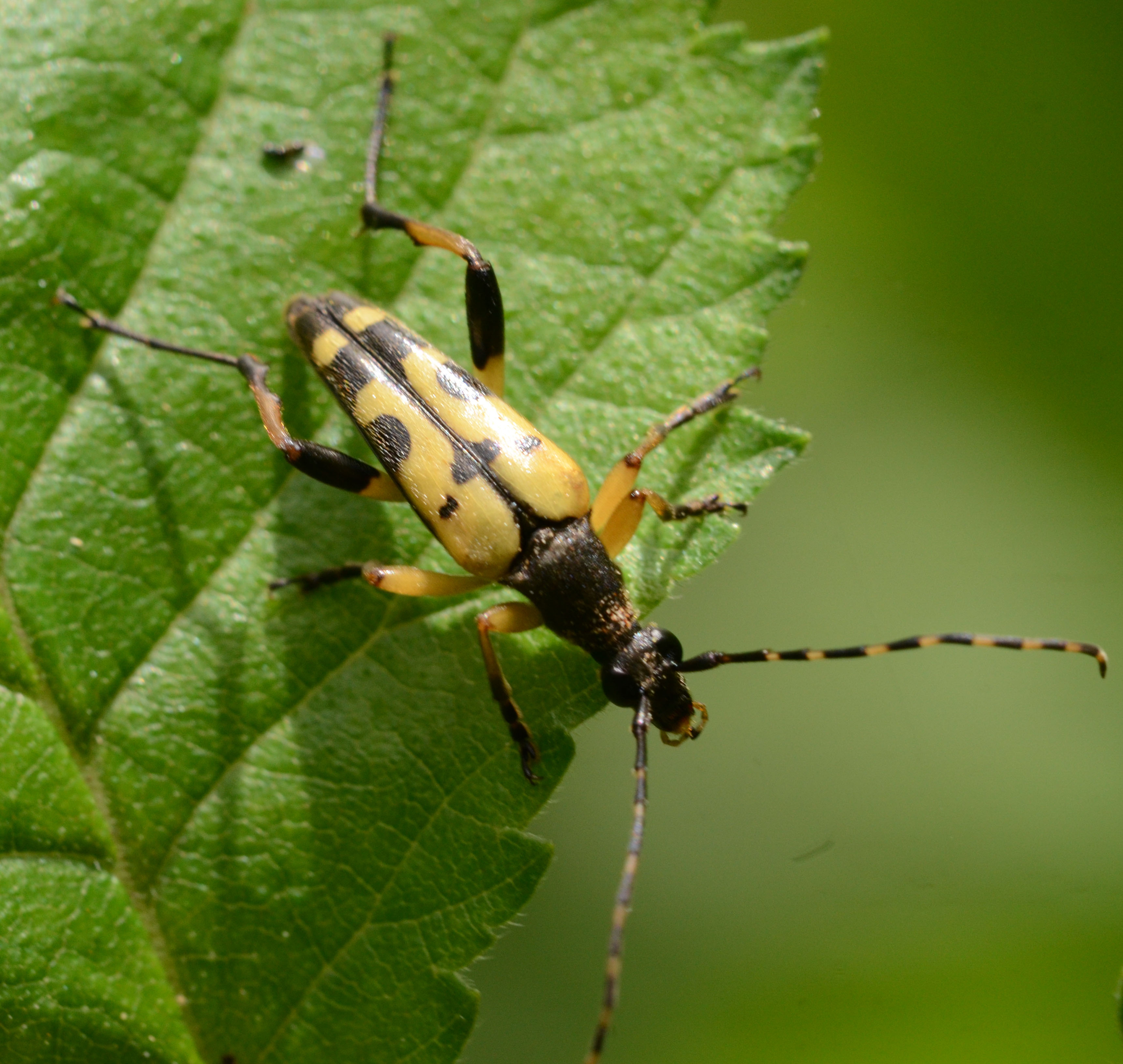 My First Longhorn Beetle Of The Year A Dartmoor Blog