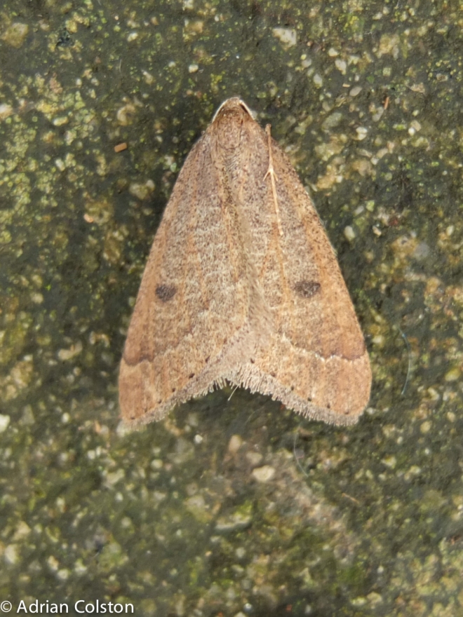 early-moth